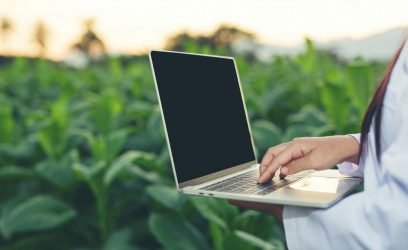 investigadoras-examinaron-hojas-tabaco (1)