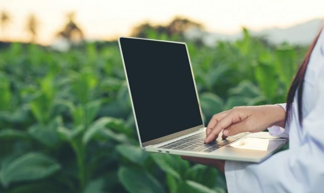 investigadoras-examinaron-hojas-tabaco (1)